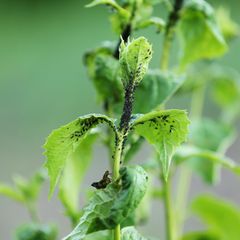 Beschädigte schwarze Johannisbeerblätter von einem schädlichen Insekt