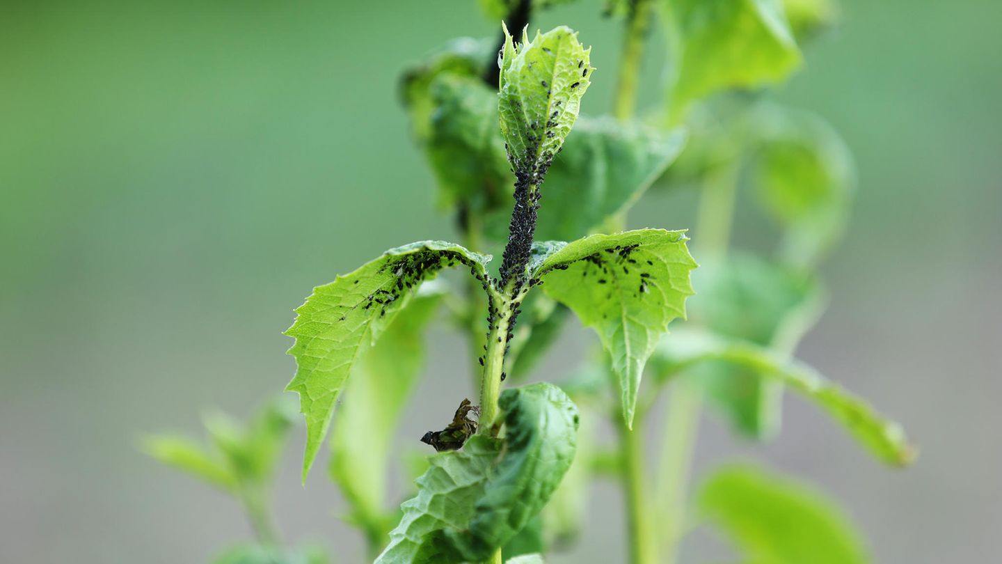 Das große Krabbeln: Diese Schädlinge finden Sie in (fast) jedem Garten: Tipps zur Abwehr