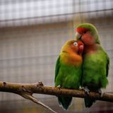 Ein Agaporniden Paar kuschelt auf einem Ast im Gehege