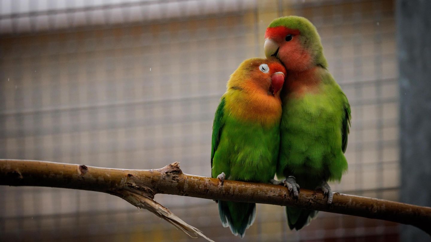 Ein Agaporniden Paar kuschelt auf einem Ast im Gehege