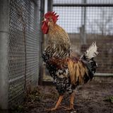 Ein Hahn kräht hinter dem Zaun seines Geheges