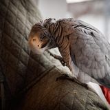 Ein Graupapagei verdreht seinen Kopf und schaut in die Kamera