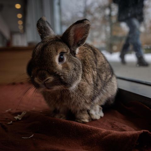 Ein Zwergkaninchen mit braunem Fell sitzt an einem bodentiefen Fenster