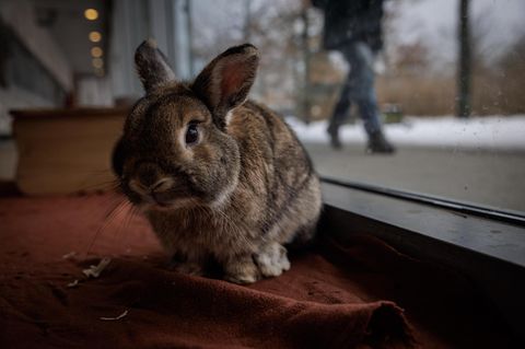 Ein Zwergkaninchen mit braunem Fell sitzt an einem bodentiefen Fenster