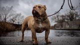 Ein kräftiger beigefarbener American Bully an der Leine