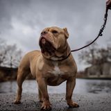 Ein kräftiger beigefarbener American Bully an der Leine