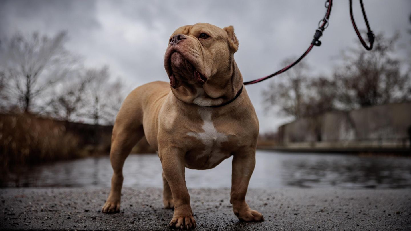 American Bully Parthos Ein kräftiger beigefarbener American Bully an der Leine