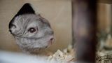 Ein Chinchilla streckt seinen Kopf aus seinem Unterschlupf im Käfig