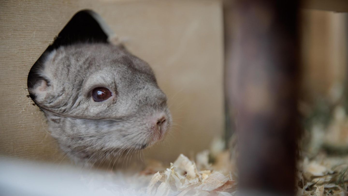 Ein Chinchilla streckt seinen Kopf aus seinem Unterschlupf im Käfig