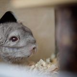 Ein Chinchilla streckt seinen Kopf aus seinem Unterschlupf im Käfig