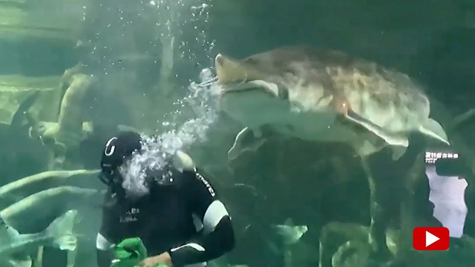 Riesen-Fisch beißt Taucher bei Fütterung in den Kopf