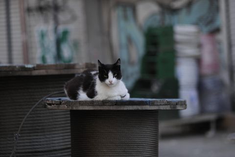 Straßenkatze in Istanbul. Die türkische Millionen-Stadt ist bekannt für ihre halbwilden Tiere. 