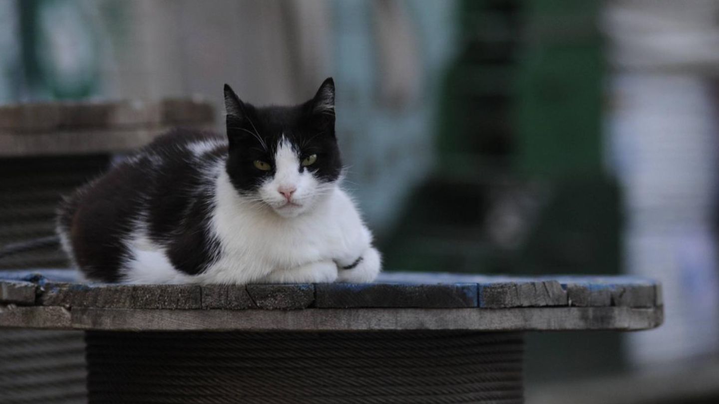 Straßenkatze in Istanbul. Die türkische Millionen-Stadt ist bekannt für ihre halbwilden Tiere. 