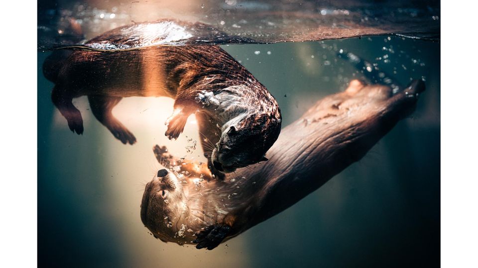 Auch im Zoo können beeindruckende Tierfotos entstehen, wie hier in Tyler im US-Bundesstaat Texas. Das Otterpärchen spielte zur "Golden Hour" – bei Sonnenuntergang – im Becken seines Geheges unter Wasser, als Jonathan McSwain dieses Bild gelang. 