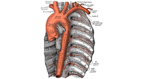 Wissenschaftliche Illustration einer Aorta