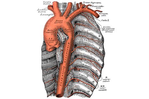 Wissenschaftliche Illustration einer Aorta