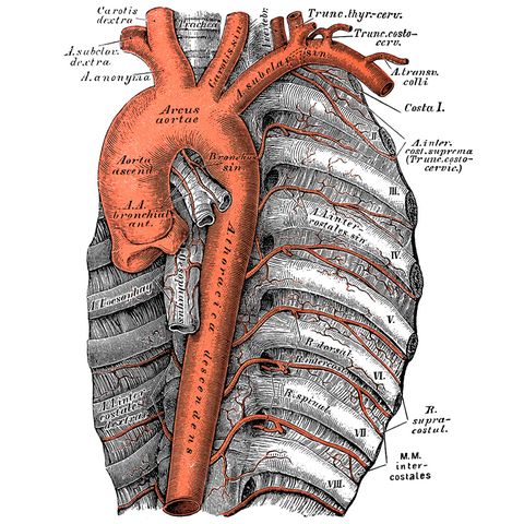 Aorta Organ Wissenschaftliche Illustration einer Aorta