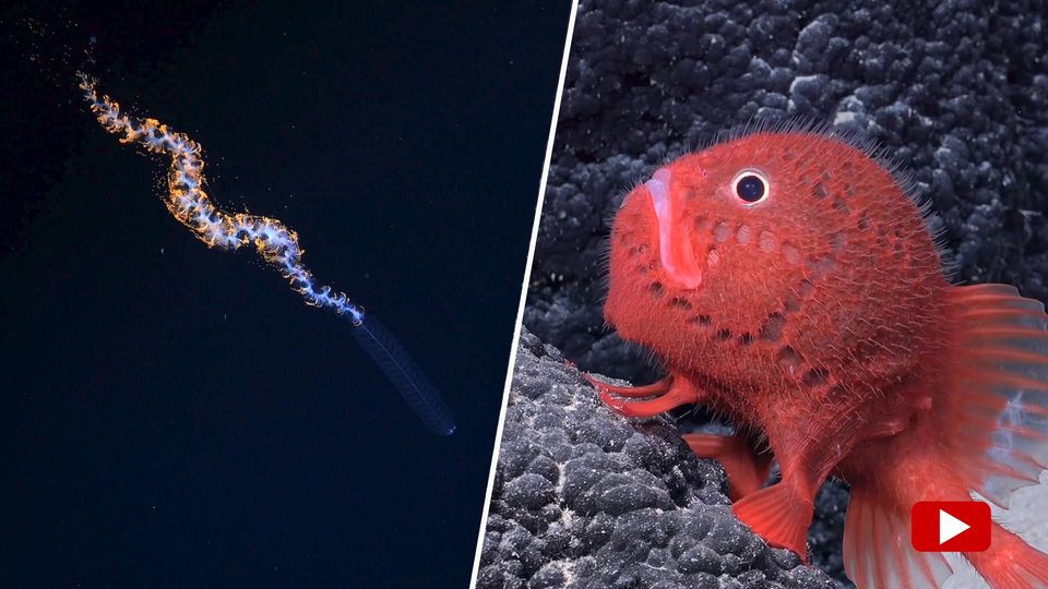 Mysteriöse Tiefsee: Forscher finden spektakuläre neue Arten Ein roter Tiefseefisch liegt auf einem Stein im Meer
