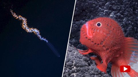 Ein roter Tiefseefisch liegt auf einem Stein im Meer