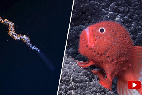 Ein roter Tiefseefisch liegt auf einem Stein im Meer