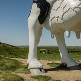 Blick in die Landschaft, unter einem gewaltigen Kuh-Euter