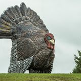 Der größte Truthahn der Welt steht auf einem Rasen in Minnesota