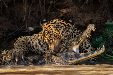 Ein Leopard schaut intensiv in die Kamera während sie einen Kaiman mit einem Nackenbiss tötet