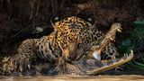 Ein Leopard schaut intensiv in die Kamera während sie einen Kaiman mit einem Nackenbiss tötet