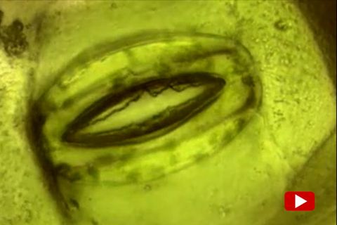 Vergrößerte Aufnahme einer Pflanze bei der Photosynthese