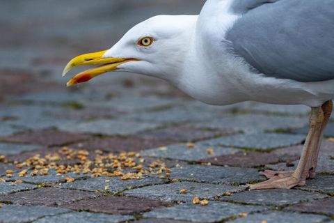 Ein Möwe mit Futter. In einer dänischen Ostsee-Gemeinde sind die Vögel zu Plage geworden