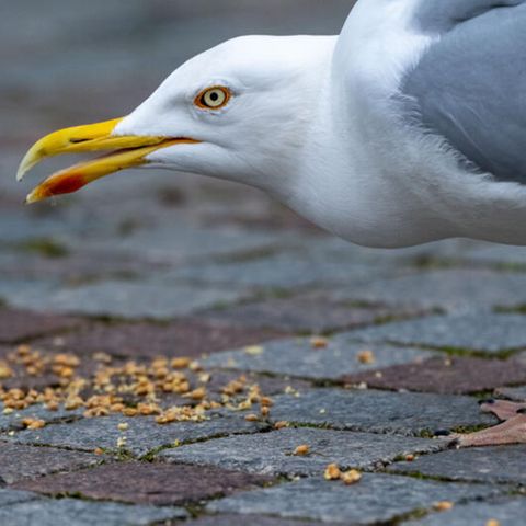 Ein Möwe mit Futter. In einer dänischen Ostsee-Gemeinde sind die Vögel zu Plage geworden
