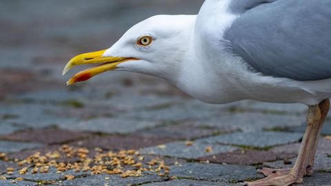 Ein Möwe mit Futter. In einer dänischen Ostsee-Gemeinde sind die Vögel zu Plage geworden