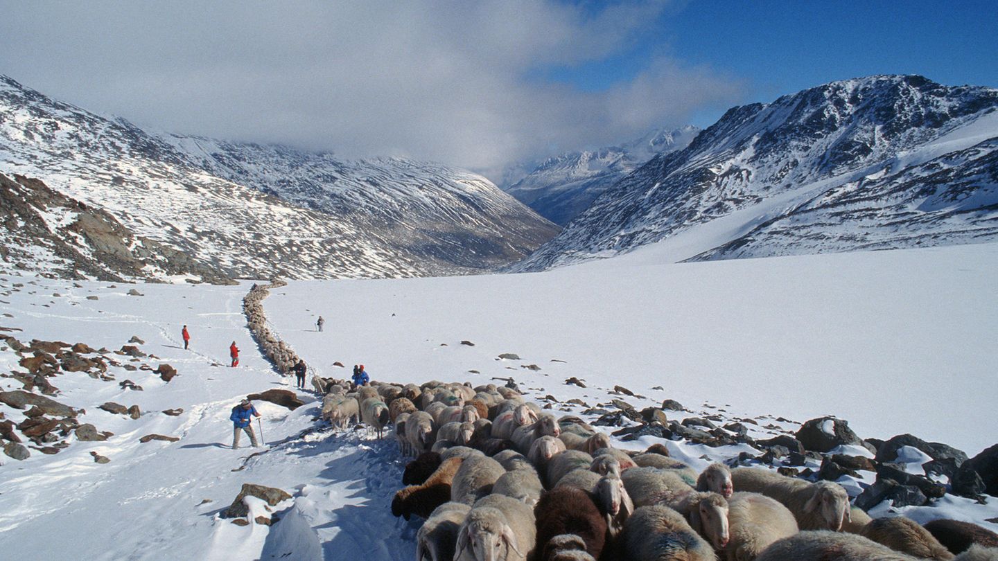 Wanderweidewirtschaft Jedes Jahr im Frühling und Herbst organisieren Hirten und Hirtinnen in Ländern wie Albanien, Österreich und Spanien die Bewegung tausender Tiere entlang traditioneller Weidewege. Der für diesen Vorgang verwendete Begriff "Transhumanz" bedeutet "auf die Gebirgsweide führen". Rund um die Transhumanz hat sich ein sozioökonomisches System entwickelt von Gastronomie über Kunsthandwerk bis hin zu Festen, die den Beginn und das Ende einer Saison markieren.