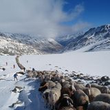 Jedes Jahr im Frühling und Herbst organisieren Hirten und Hirtinnen in Ländern wie Albanien, Österreich und Spanien die Bewegung tausender Tiere entlang traditioneller Weidewege. Der für diesen Vorgang verwendete Begriff "Transhumanz" bedeutet "auf die Gebirgsweide führen". Rund um die Transhumanz hat sich ein sozioökonomisches System entwickelt von Gastronomie über Kunsthandwerk bis hin zu Festen, die den Beginn und das Ende einer Saison markieren.