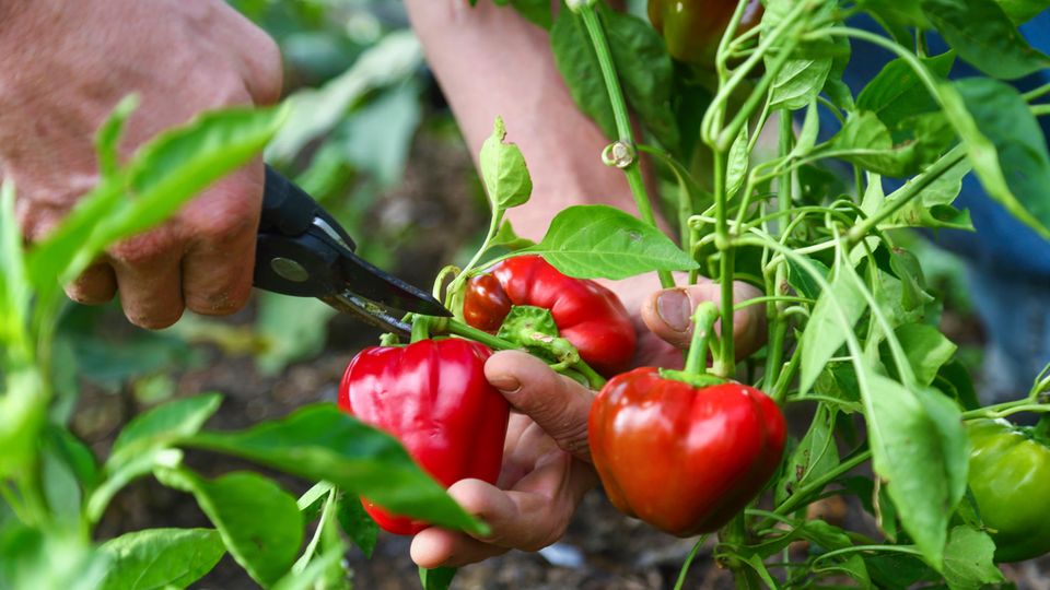Paprika pflanzen: Rote Paprika werden geerntet