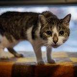 Ein getigerter Kater schaut mit grünen Augen wachsam in die Kamera