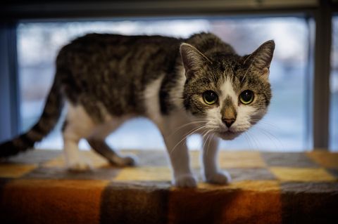 Ein getigerter Kater schaut mit grünen Augen wachsam in die Kamera