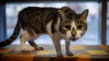 Ein getigerter Kater schaut mit grünen Augen wachsam in die Kamera