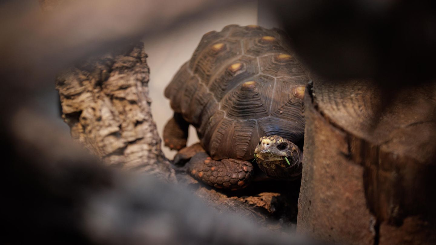 Köhlerschildkröte Goliath Eine Schildkröte im Terrarium frisst Grünzeug