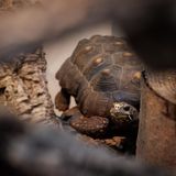 Eine Schildkröte im Terrarium frisst Grünzeug