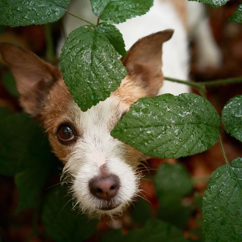 Ein Jack Russel Terrier schaut aus einem Busch. Bei Maggi-Geruch ist Vorsicht geboten
