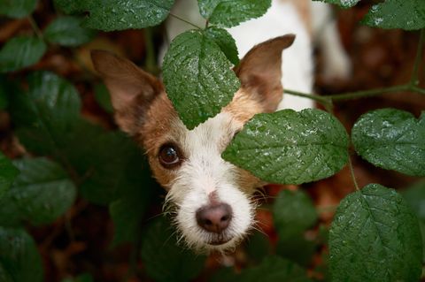 Ein Jack Russel Terrier schaut aus einem Busch. Bei Maggi-Geruch ist Vorsicht geboten