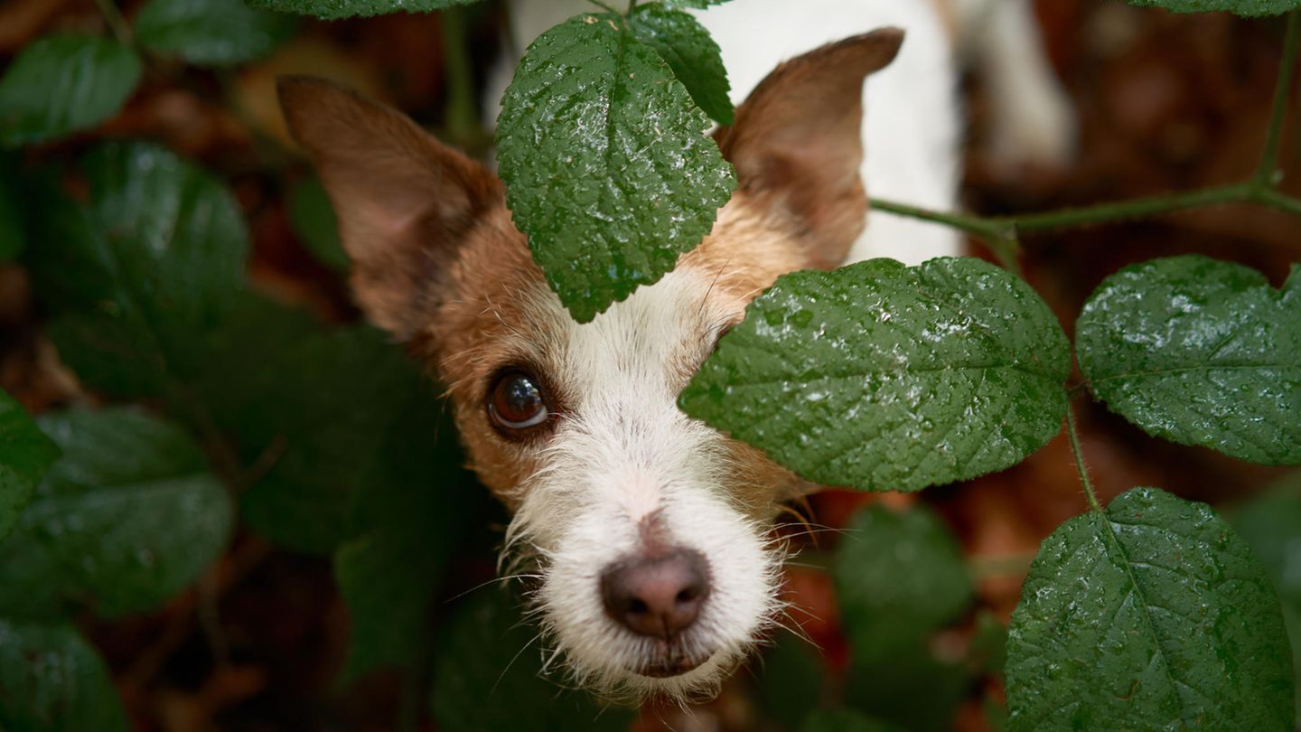 Ein Jack Russel Terrier schaut aus einem Busch. Bei Maggi-Geruch ist Vorsicht geboten