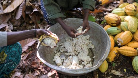 Lieferkettengesetz: Cacaobohnen werden geschält