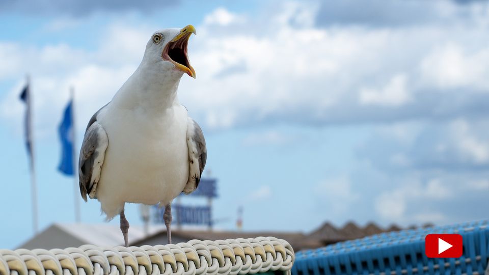 Ostsee-Möwen zum Abschuss freigegeben – so reagieren die Bewohner von Sonderburg