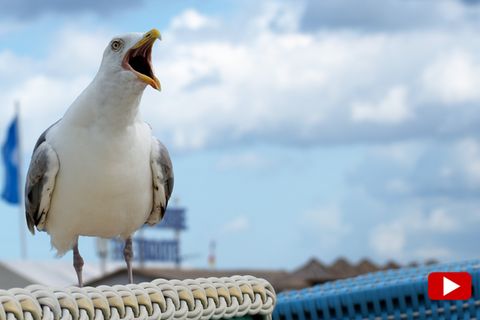 Ostsee-Möwen zum Abschuss freigegeben – so reagieren die Bewohner von Sonderburg