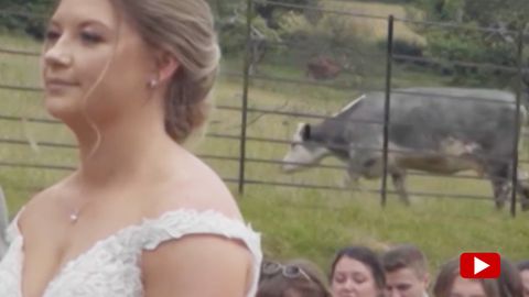 Kuh im Hintergrund bei einer Hochzeit