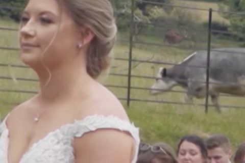 Kuh im Hintergrund bei einer Hochzeit