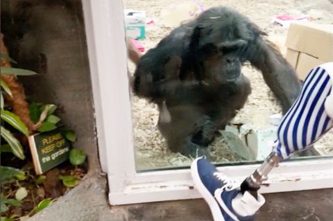 Ein Affe im Zoo schaut ungläubig auf die Beinprothese eines Mannes