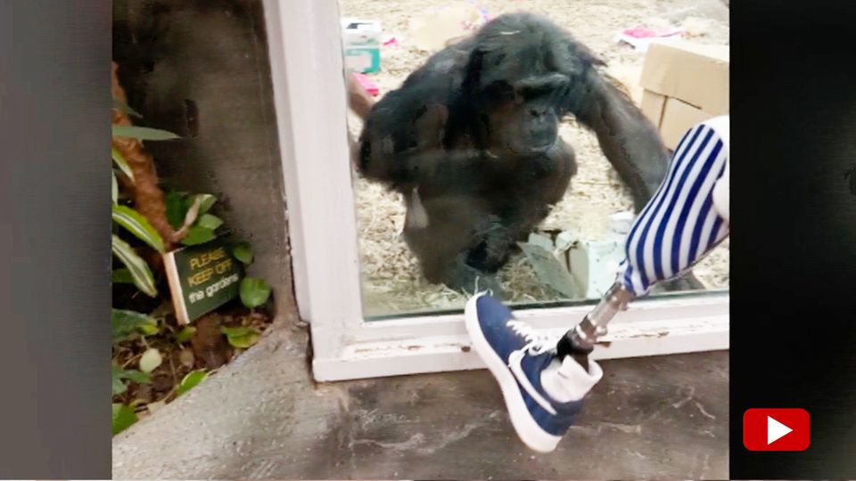 Ein Affe im Zoo schaut ungläubig auf die Beinprothese eines Mannes